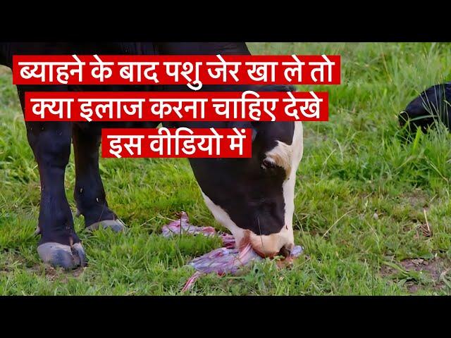 पशु ब्याहने के बाद जड़ खाले तों क्या करें#pashu upchar#animal treatment#पशु उपचार