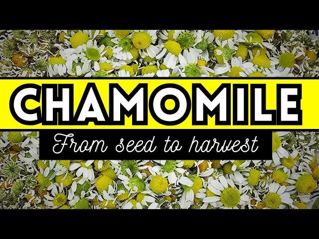 Avoid This Mistake When Growing Chamomile From Seed  // How To Grow, Harvest, & Make Chamomile Tea