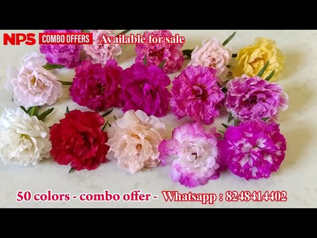 Pathumani - Table rose - Portulaca - Moss Rose - Online sale - 80 colors - Whatsapp : 8248414402