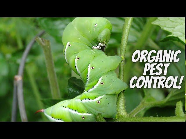 The Natural Way To Control Pests That Really Works!! | How To Use Neem Oil On Your Fruit Trees!!!