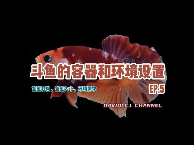 斗鱼的容器／鱼缸和环境设置 EP.5 【养斗鱼必备知识】【斗鱼篇】