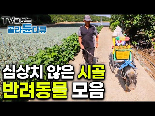 누가봐도 심상치 않은 시골 마을 반려동물들 모음｜#골라듄다큐