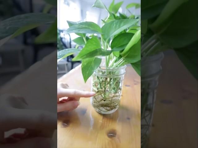 Water Propagation Magic: Growing  Money Plants with Ease! #shorts #indoorplants #easy