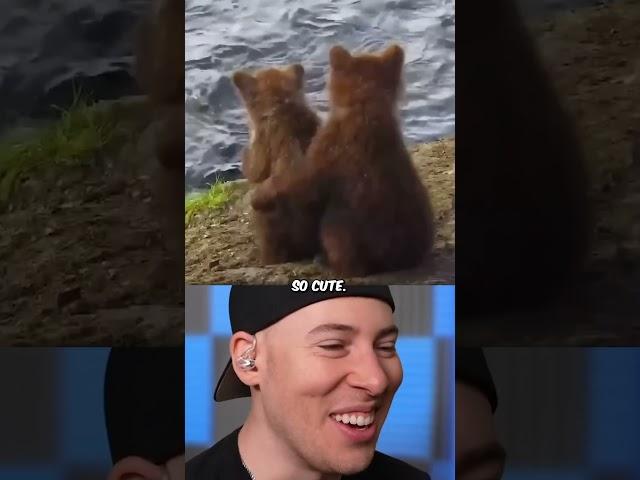 Bear Has Infinite Rizz