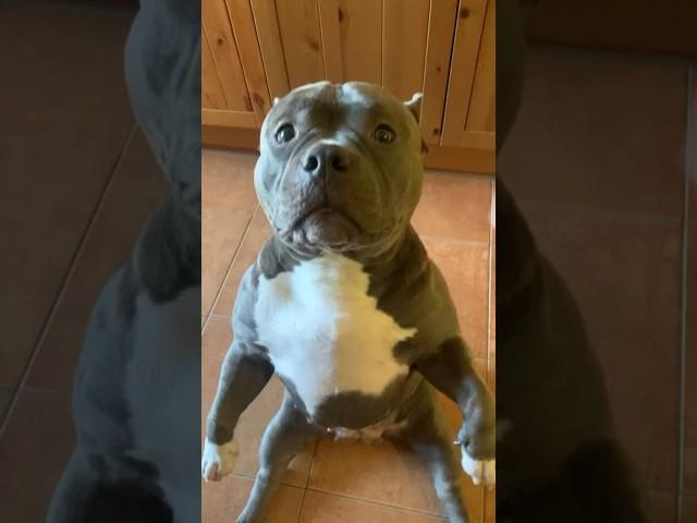 Девочки такие девочки ️ Американский булли покет , питомник Bully Company #americanbully #puppy