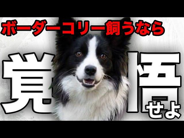 【解説】迎える前に1度見て！ボーダーコリーの魅力や注意点について教えます！