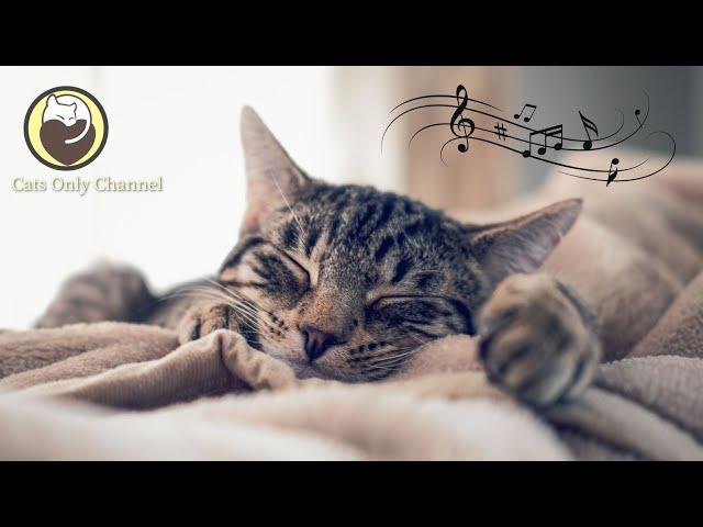 Peaceful Music to Relax and Calm Cats - Calming Sleep Music