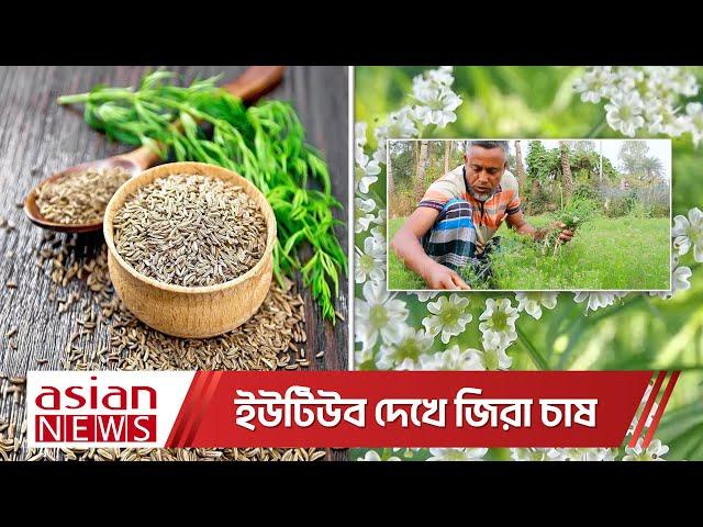 ইউটিউব দেখে জিরা চাষ; প্রথমবার জিরা চাষেই সফল জহুরুল | Cultivation of cumin seeds