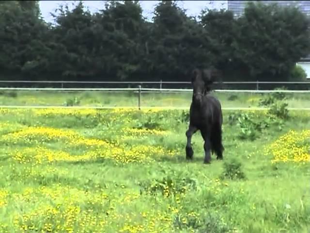 black beauty.flv