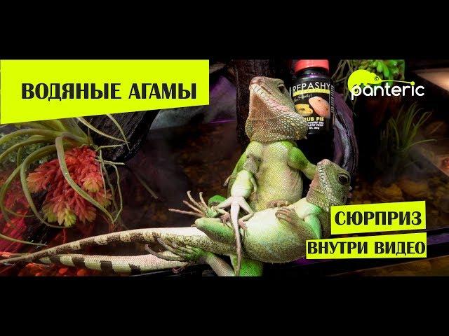Содержание Водяной Агамы
