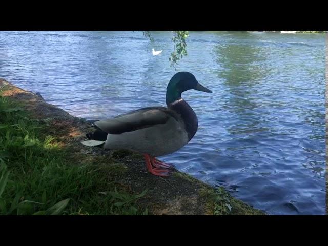 Duck Picnic