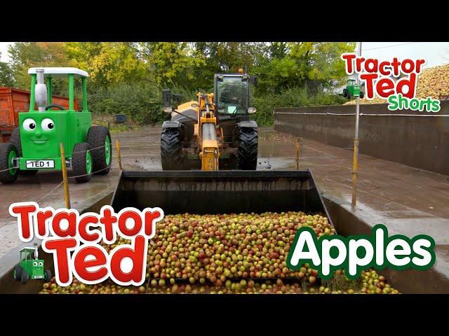 Lets Look at Apples  | Tractor Ted Shorts | Tractor Ted Official Channel