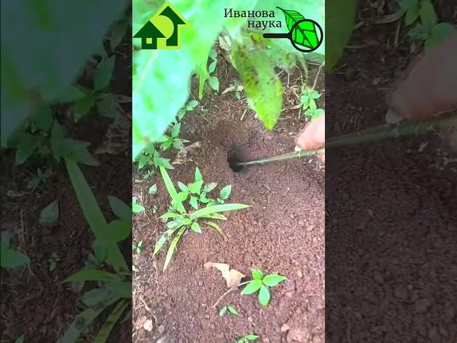 НИКОГДА НЕ УНИЧТОЖАЙТЕ САДОВЫХ МУРАВЬЕВ! Муравьи против медведки. #иванованаука #сад #огород