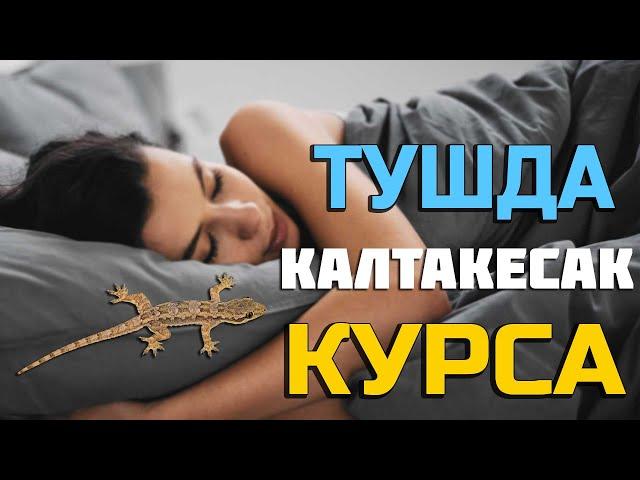 Туш Табири Тушда Калтакесак курса - Tushda Kaltakesak ko'rsa