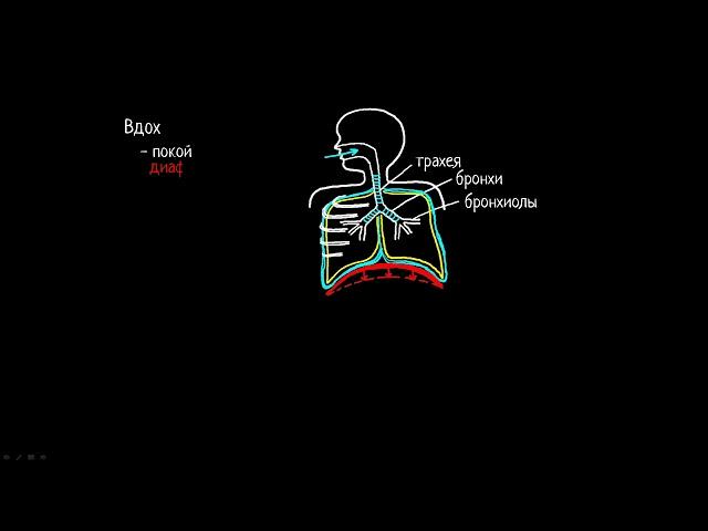 Как происходит процесс дыхания у человека? | Медицина