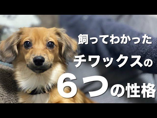 MIX犬チワックス、飼ってわかった6つの性格