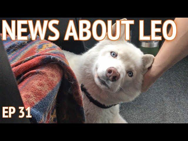 A Disturbing Situation + News About Leo | Camper Van Life S1:E31