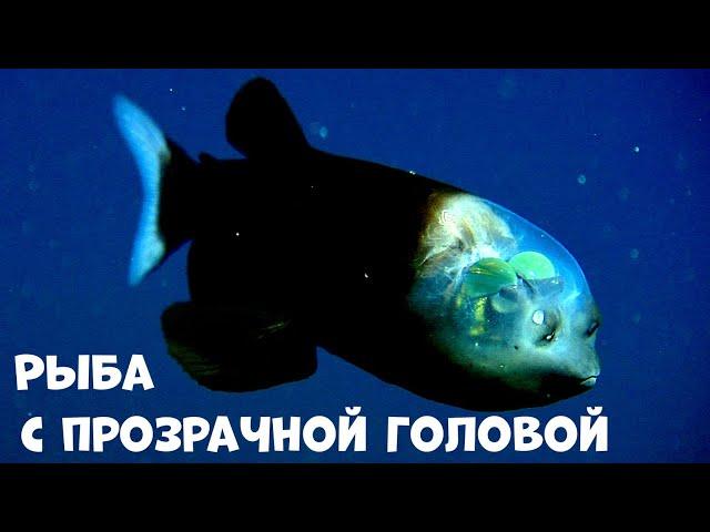 Самая удивительная и загадочная рыба океанских глубин.Это Интересно знать.