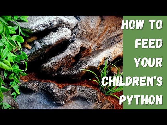 How to feed your Children's Python! Info you need to know!