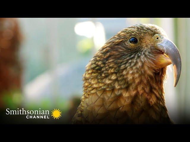 These Birds Become Really Playful When They Hear This Sound | Smithsonian Channel