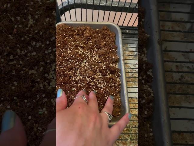 Bird Grows His Own Garden ￼| bird seed