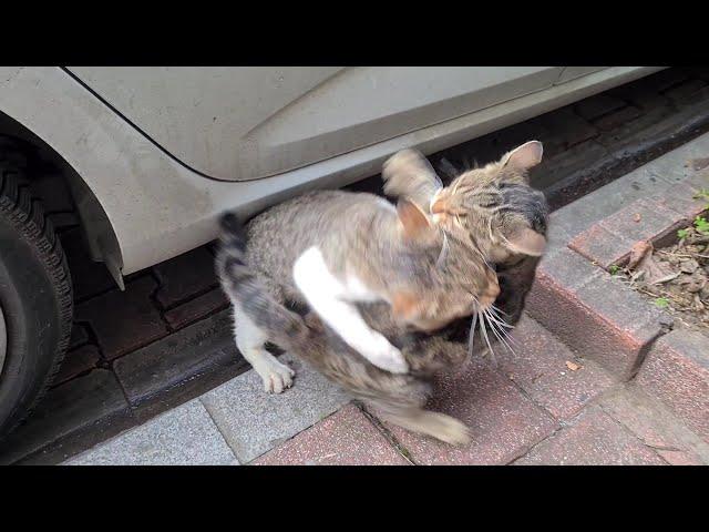 A Female Cat in Heat was Ambushed by dozens of Male Cats.