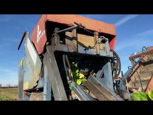 Harvesting Turnips with the Asa Lift Mechanical Root Digger