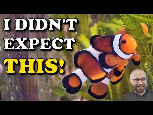 My Clownfish Have A MASSIVE SURPRISE | Planted Reef Tank