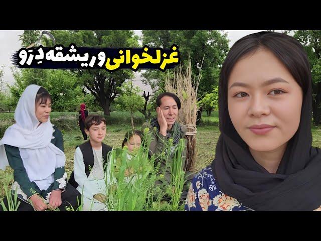 آشار ریشقه دِرَو و غزلخوانی حیدری با شکیلا و نازنین در منطقه قره | Harvesting grass in Jaghori