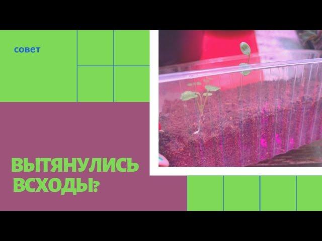 РАССАДА цветов вытянулись, что делать? Простой совет как вырастить рассаду