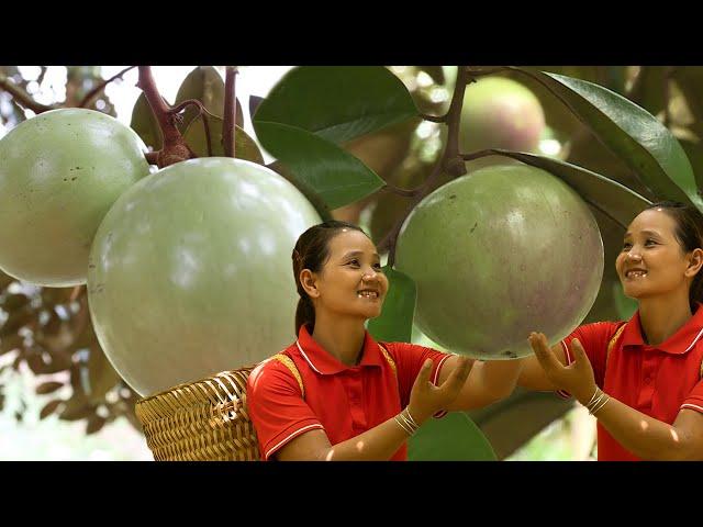 Harvest Star apple, Pineapple, Banana Go To Market Sell - Gardening, Farming, Cooking | Cá Thị Ly