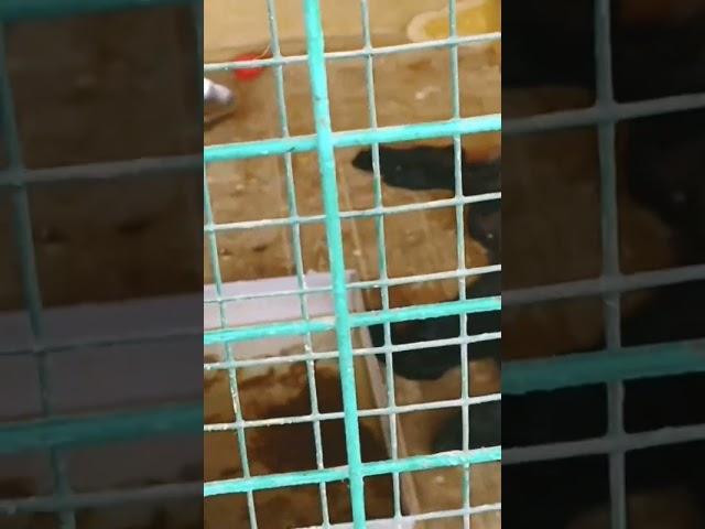 матёрый волчара #смешныешорты #funny #тиктоклучшее #приколы #zoo #живое #прикол #юмор