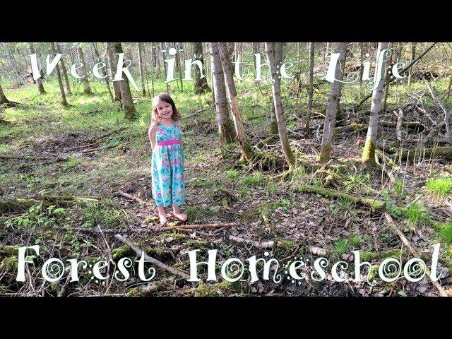 Building a Forest Treehouse | WITL Homeschooling 5 Kids | 1000 Hours Outside