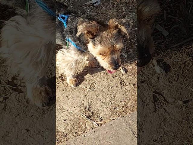 Hot September morning #Yulik #animals #travel #good #dog #love #darling #yorkie #pleasure #sun #heat