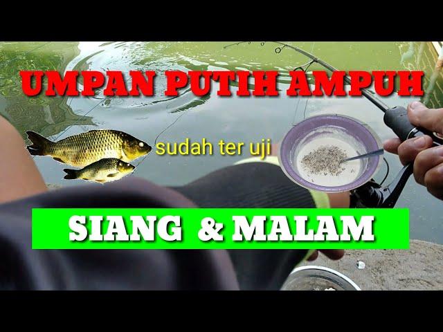 umpan ikan mas putih ampuh untuk siang dan malam sudah ter uji | Kumbul ngetrik