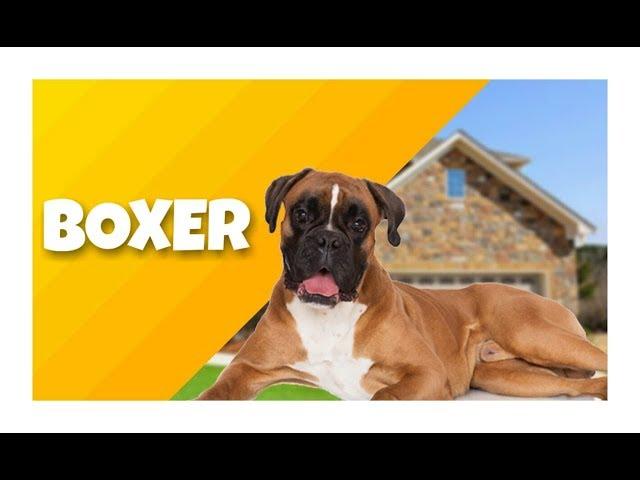 O BOXER chegou em nosso canal Cinobras TV - Tudo sobre Cinofilia.