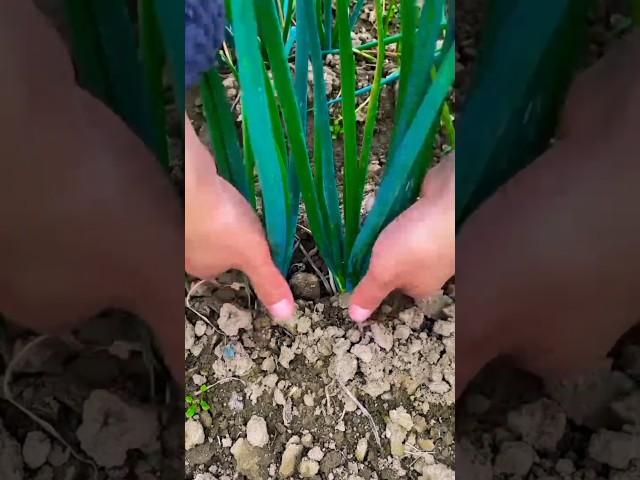 Onion plant harvesting #satisfying #onion #farming #agriculture #fruit