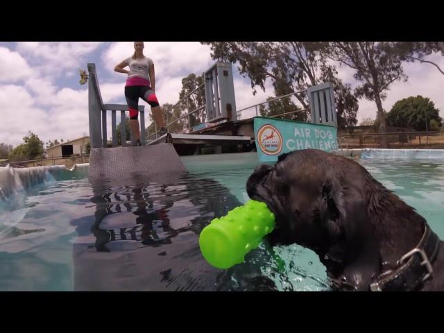 Dock Diving Boxer