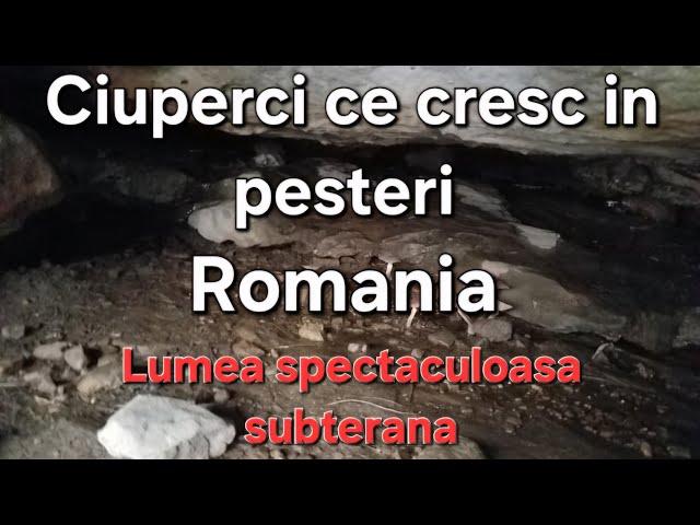 Lumea Subterana din Romania- Peșteri, lilieci și ciuperci de pestera