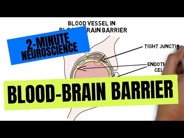 2-Minute Neuroscience: Blood-Brain Barrier