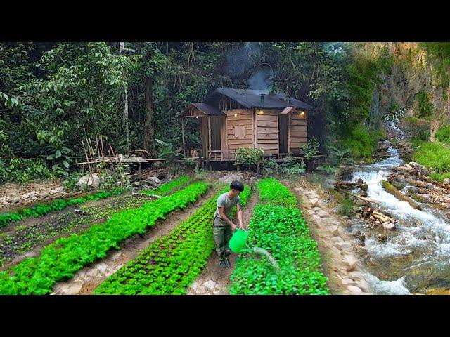 2 Year Living off grid in forest,Gardening,Harvesting Asparagus,Bananas, Guava, to market sell