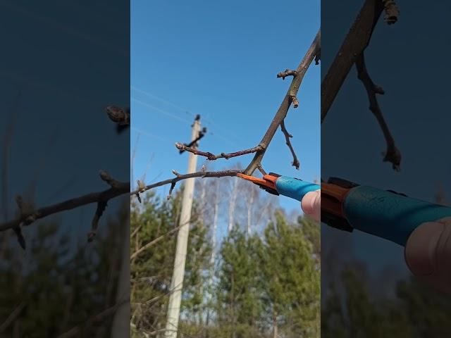 ЦИКЛИЧЕСКАЯ ОБРЕЗКА ЯБЛОНИ  #обрезка #сад #яблоня