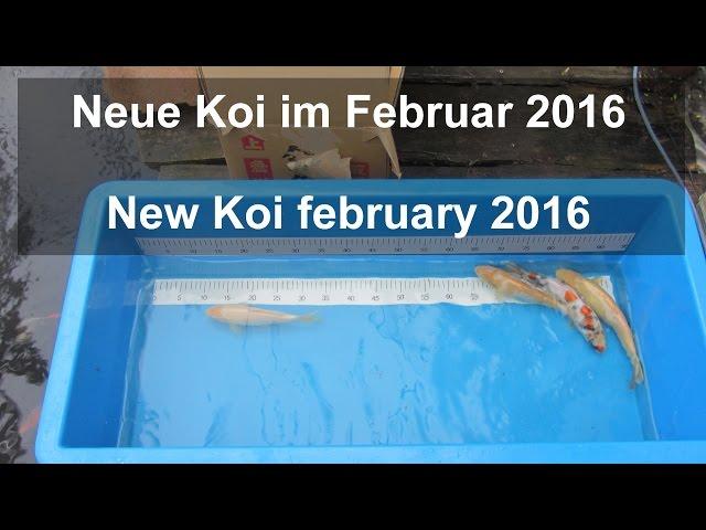 New Koi february 2016: Showa, Karashigoi, Koyo from Konishi Koi Farm