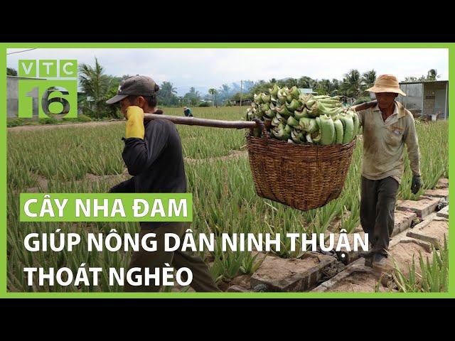 Cây nha đam giúp nông dân Ninh Thuận thoát nghèo | VTC16