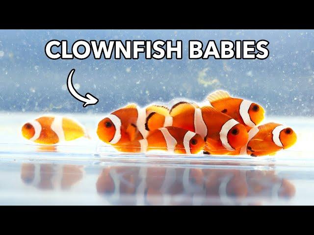 Breeding Our First Clownfish Babies - From Egg to Adult | Blue Reef Tank