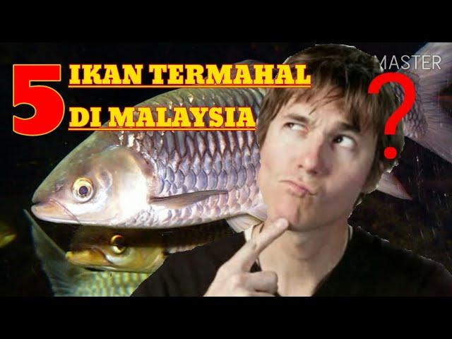 5 JENIS IKAN AIR TAWAR TERMAHAL DI MALAYSIA