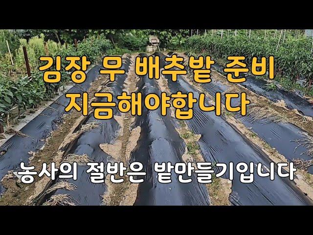 주말농장 초보자를 위한 가을 김장무 배추밭 준비, 지금 해야합니다