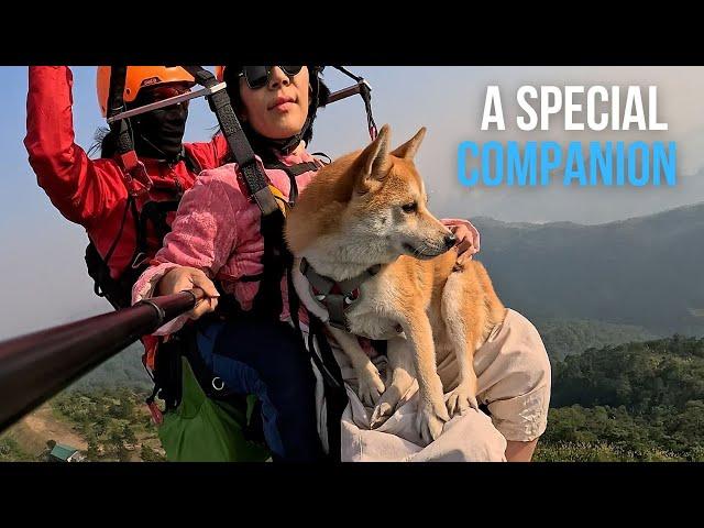 A special Companion | Người bạn đồng hành đặc biệt