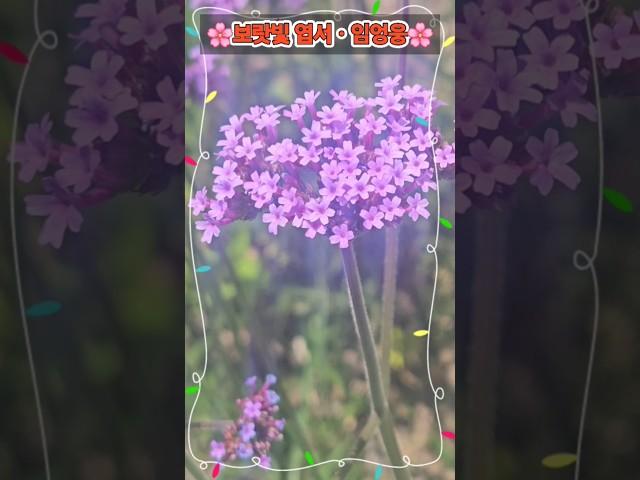 ##미스터트롯 #임영웅 #보랏빛 엽서 #학교정원의 버들마편초 #