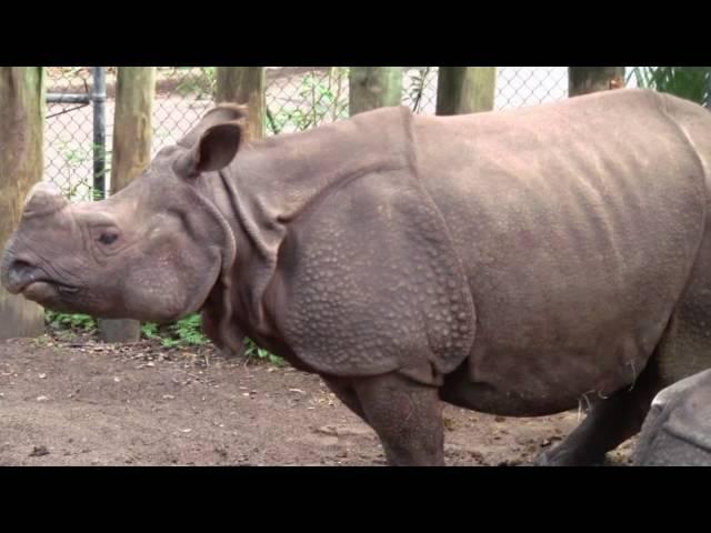 Rhino Gets Explosive Diarrhea#ChuckyandJosh